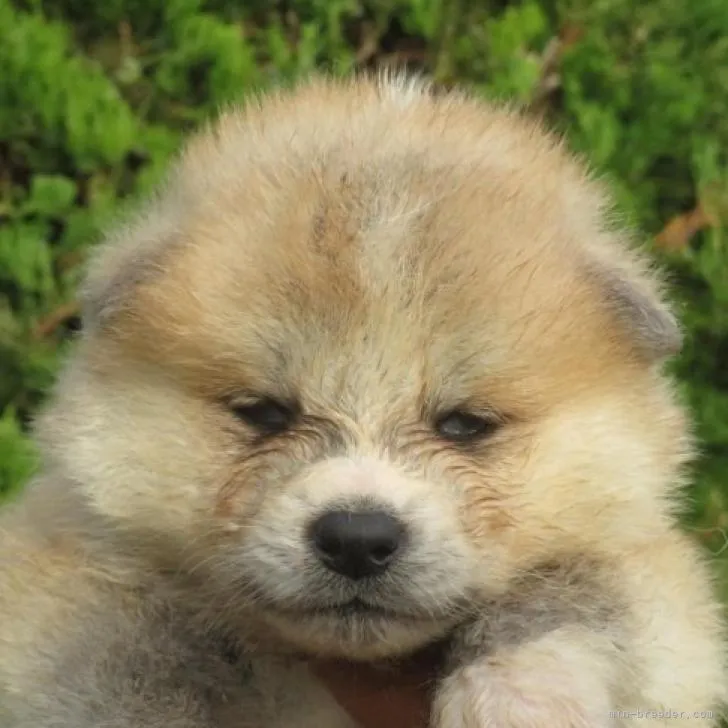 ID:2209-01874の子犬