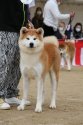 秋田犬【・女の子・2021年3月29日・赤】「８ヶ月頃撮影」