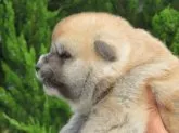 秋田犬【香川県・男の子・2023年5月17日・赤】の写真3「6/4撮影」
