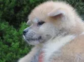 秋田犬【香川県・女の子・2022年4月2日・赤】の写真4「5/19撮影」