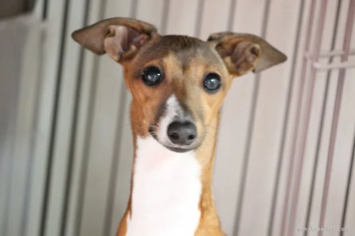 ID:1801-01927の子犬