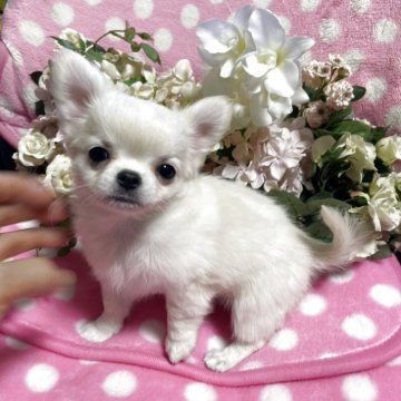 チワワ(ロング)【愛知県・女の子・2025年9月28日・クリーム】の写真「可愛い女の子です。」