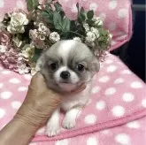 チワワ(ロング)