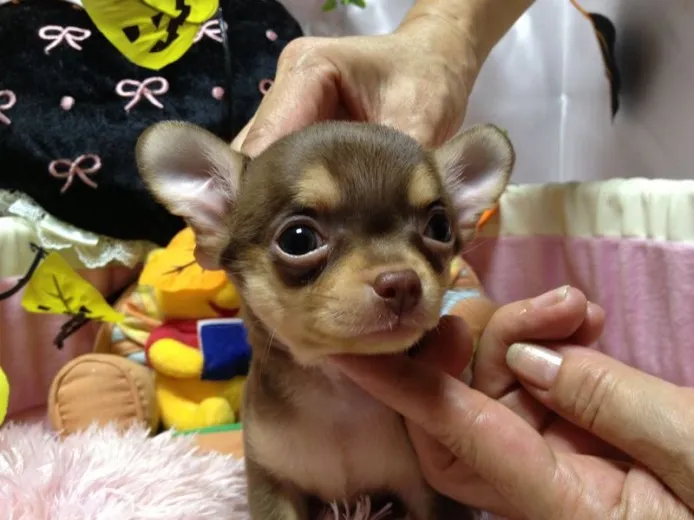 ID：1310-00137の子犬