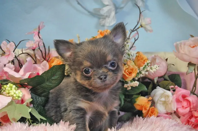 ID:1402-00779の子犬