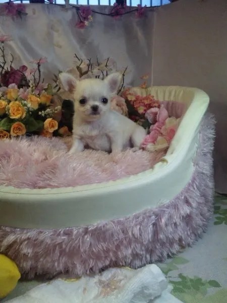 ID:1502-00893の子犬