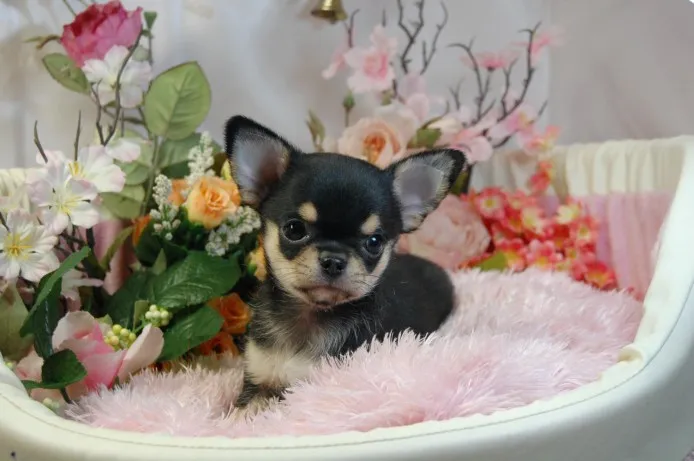 ID:1408-00341の子犬
