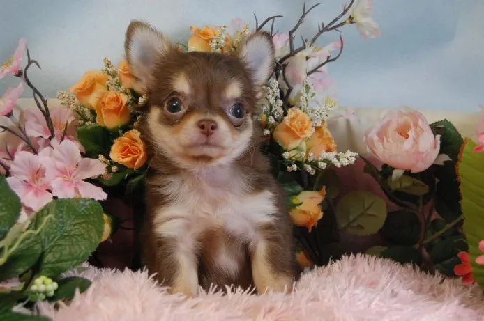 ID：1401-00253の子犬