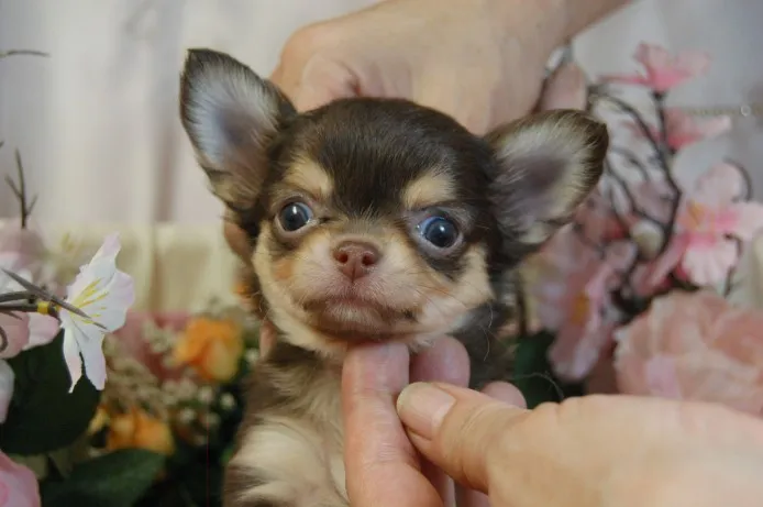 ID:1406-01030の子犬