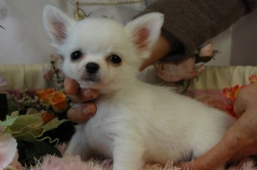 チワワ(ロング)【愛知県・女の子・2014年1月16日・ホワイトクリーム】の写真「」