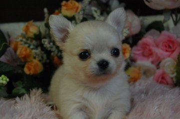 チワワ(ロング)【愛知県・女の子・2014年1月16日・クリーム】の写真「」