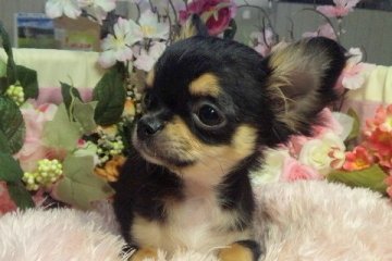 チワワ(ロング)【愛知県・女の子・2014年2月13日・ブラック&タン】の写真「」