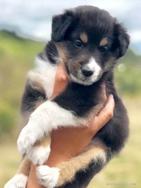 ID：1904-03051の子犬