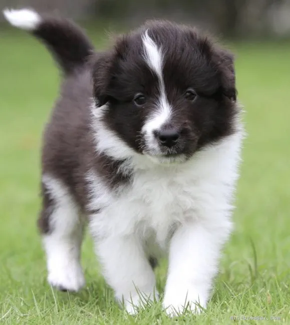 ID:2007-02039の子犬