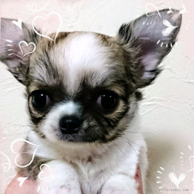 愛媛県 北田 桃子 きただ ももこ ブリーダー みんなのブリーダー