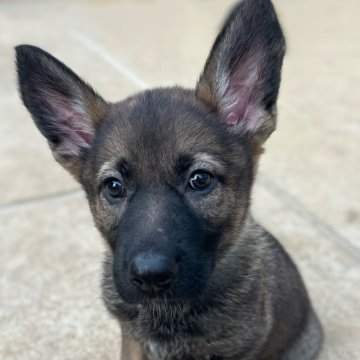 ジャーマン・シェパード・ドッグのブラック系の子犬を探す