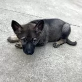 ジャーマン・シェパード・ドッグ【千葉県・女の子・2025年2月22日・ウルフ】の写真5