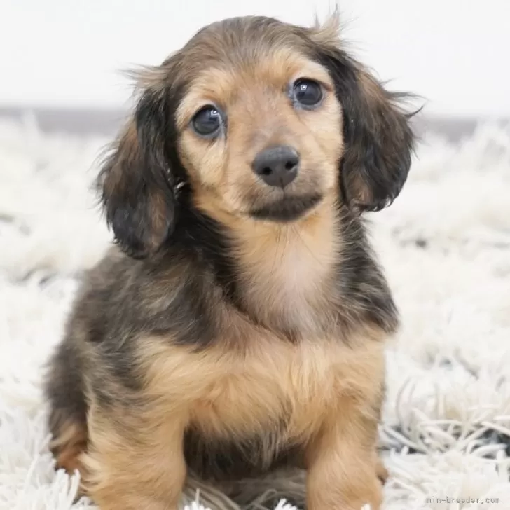 ID:2503-07559の子犬
