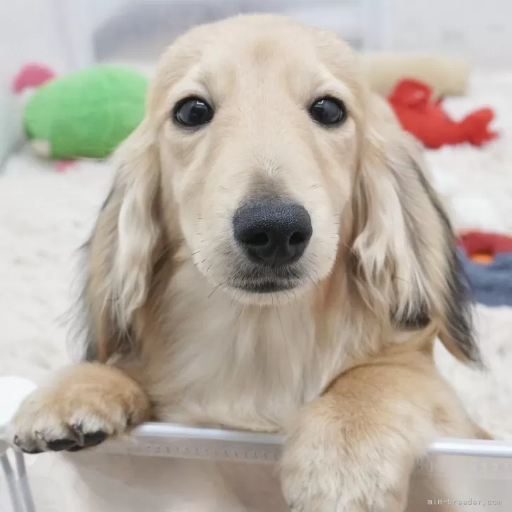 ID:2409-07265の子犬