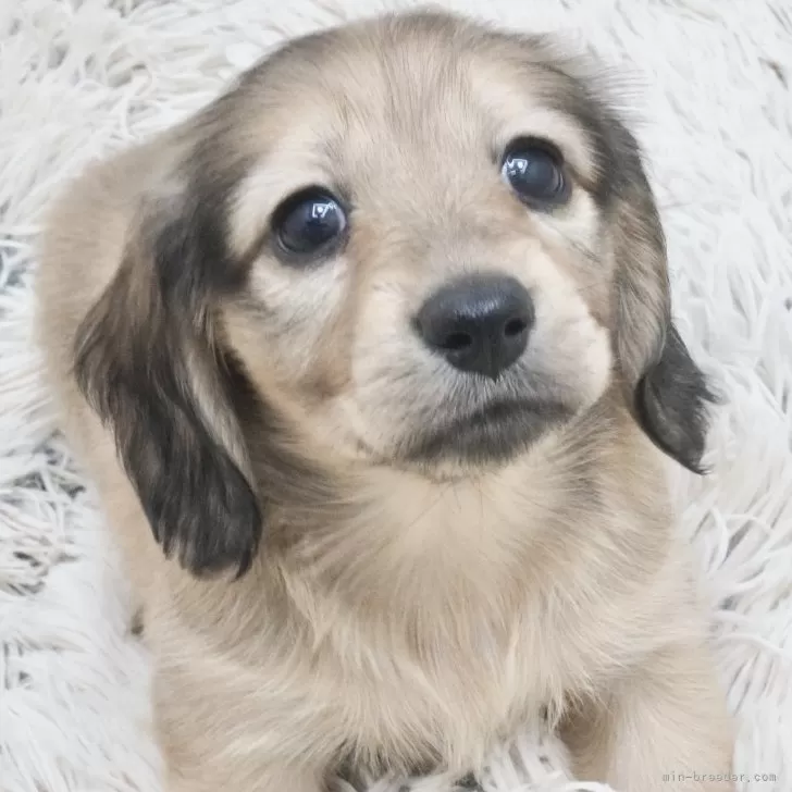ID:2412-05186の子犬