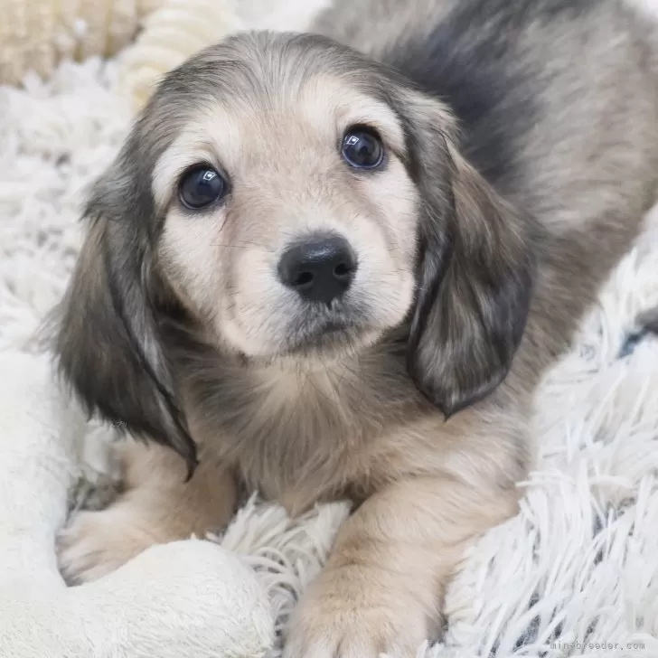 ID:2410-04519の子犬