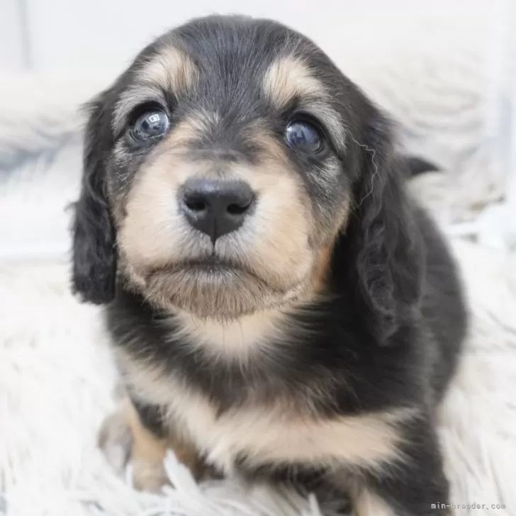 ID：2503-03155の子犬