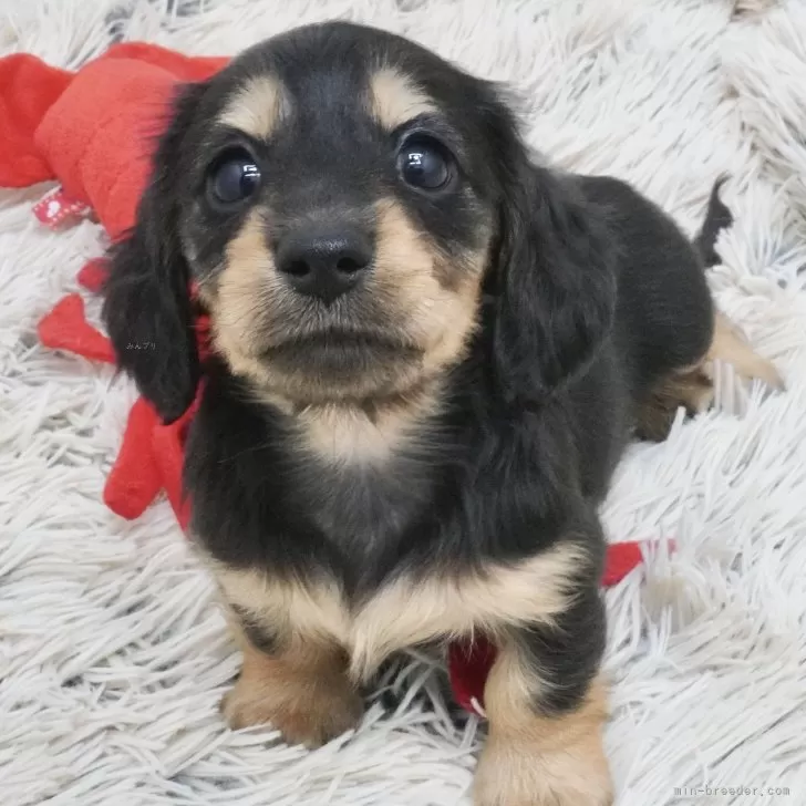 めるすぃ 様のお迎えした子犬