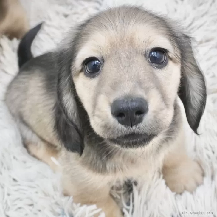 ID:2412-05182の子犬