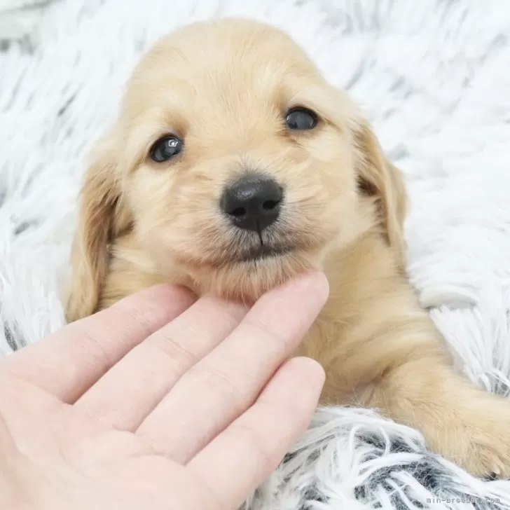 ID:2503-01659の子犬