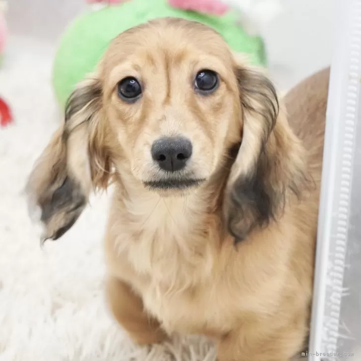 ID：2411-03558の子犬