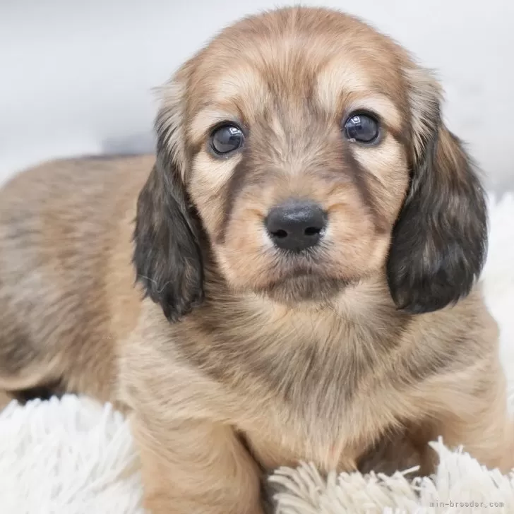 ID:2502-01471の子犬