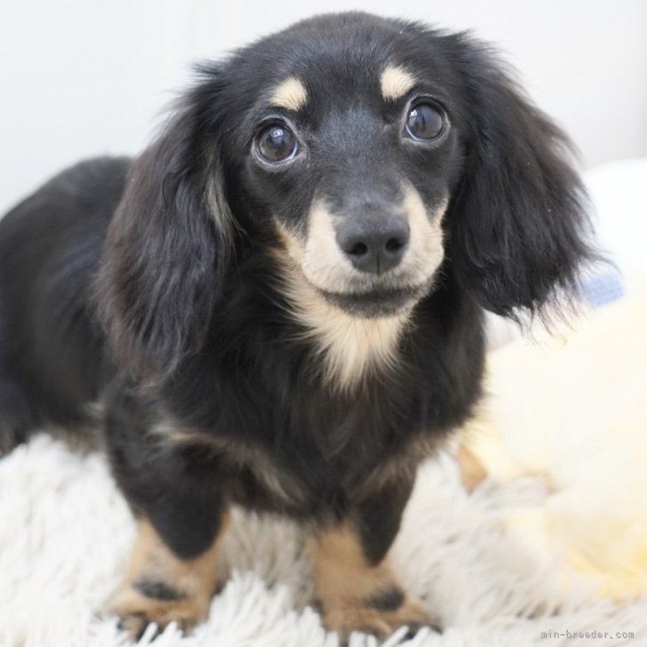 ミニチュアダックスフンド(ロング)【兵庫県・女の子・2025年1月