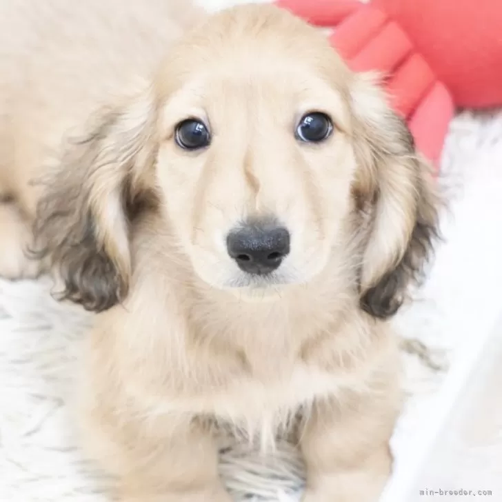 ミニチュアダックスフンド(ロング)【兵庫県・男の子・2025年9月18日・シェイデッドイエロー】の写真1