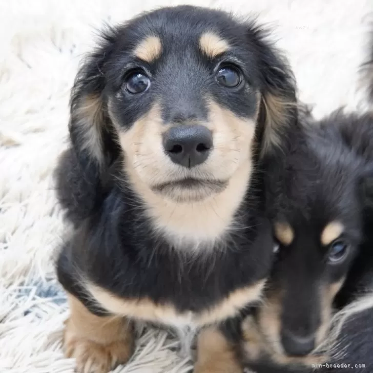 M.M 様のお迎えした子犬