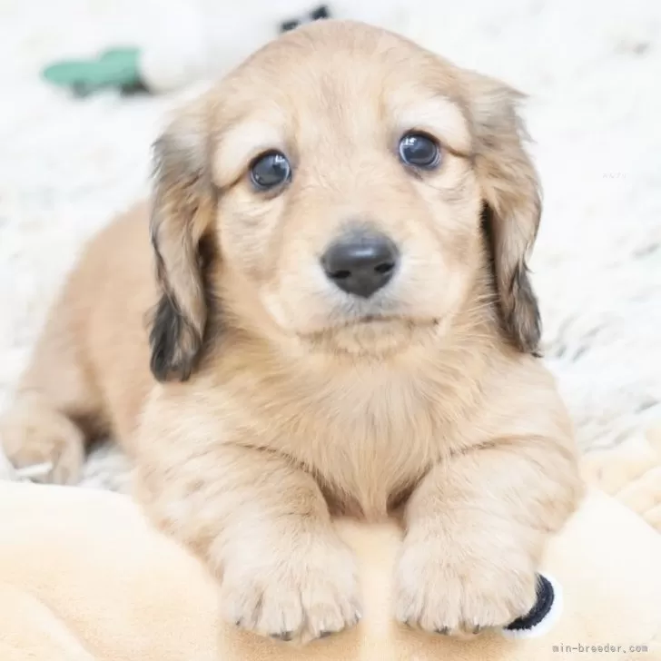 ID：2511-03409の子犬