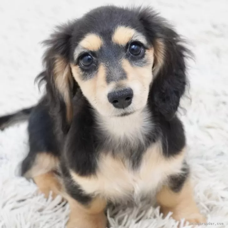 チョコたん 様のお迎えした子犬