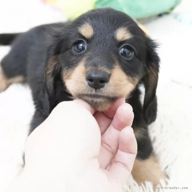 J.A 様のお迎えした子犬
