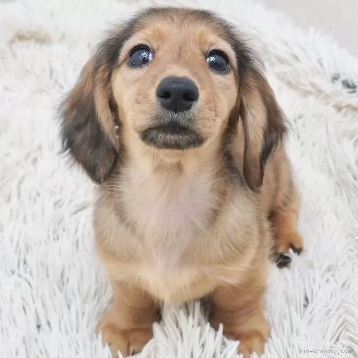 ID:2412-01040の子犬
