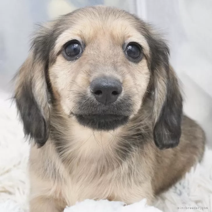 ID：2412-05187の子犬