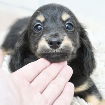 ミニチュアダックスフンド(ロング)【兵庫県・男の子・2025年4月7日・ブラックタン】の写真「ダックス専門犬舎！父JKCチャンピオン直子！」