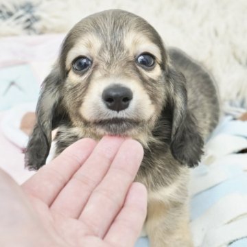 ミニチュアダックスフンド(ロング)【兵庫県・男の子・2025年4月9日・シェイデッドイエロー】の写真「ダックス専門犬舎！父JKCチャンピオン直子！」