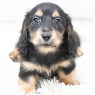 ミニチュアダックスフンド(ロング)【兵庫県・女の子・2025年9月3日・ブラックタン】の写真「ダックス専門犬舎！父JKCチャンピオン！」