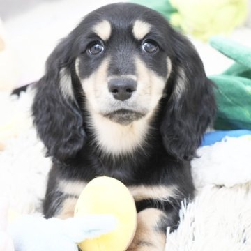 カニンヘンダックスフンド(ロング)【兵庫県・男の子・2025年9月30日・ブラックイエロー】の写真「ダックス専門犬舎！パパ犬チャンピオン直子！」