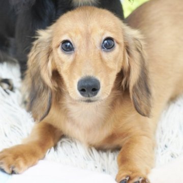 ミニチュアダックスフンド(ロング)【兵庫県・女の子・2025年4月10日・レッド】の写真「ダックス専門犬舎！父JKCチャンピオン！」