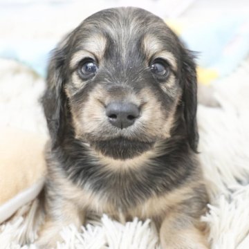 カニンヘンダックスフンド(ロング)【兵庫県・男の子・2025年11月7日・シェイデッドイエロー】の写真「ダックス専門犬舎！パパ犬チャンピオン直子！」