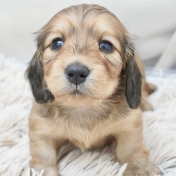 ミニチュアダックスフンド(ロング)【兵庫県・女の子・2025年3月25日・レッド】の写真「ダックス専門犬舎！父JKCチャンピオン直子！」