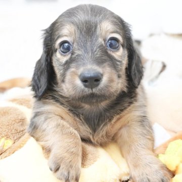 ミニチュアダックスフンド(ロング)【兵庫県・女の子・2025年9月3日・レッド】の写真「ダックス専門犬舎！父JKCチャンピオン！」