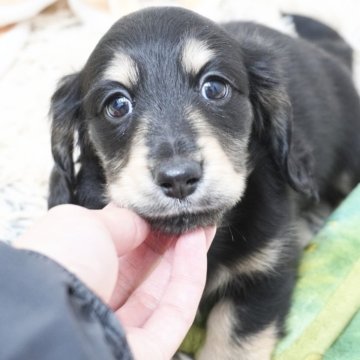 カニンヘンダックスフンド(ロング)【兵庫県・男の子・2025年9月30日・ブラックイエロー】の写真「ダックス専門犬舎！パパ犬チャンピオン直子！」