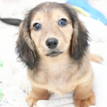 ミニチュアダックスフンド(ロング)【兵庫県・女の子・2025年9月3日・レッド】の写真「ダックス専門犬舎！父JKCチャンピオン！」