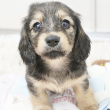 ミニチュアダックスフンド(ロング)【兵庫県・女の子・2025年5月12日・シェイデッドイエロー】の写真「ダックス専門犬舎！父JKCチャンピオン直子！」